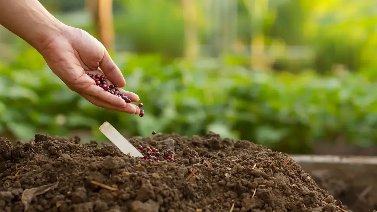 Mastering Succession Sowing for Enhanced Harvests