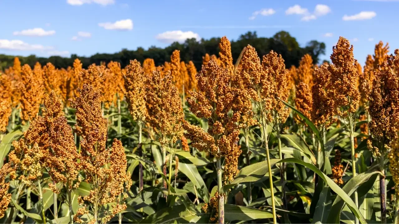 A wide field of tall, upright plants with elongated, broad green leaves and dense, reddish-brown seed heads growing in vertical inflorescences.