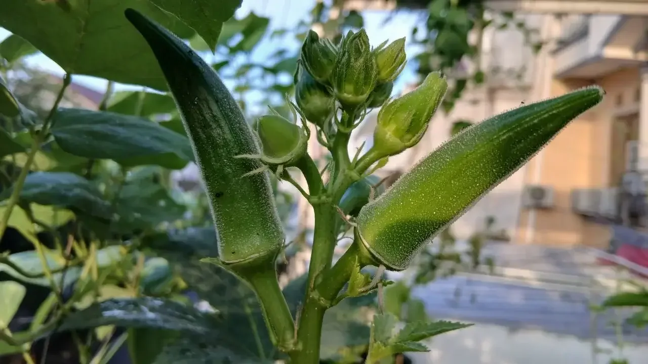A closeup of Okra pods appearing healthy and green growing in an area with sunlight and shade