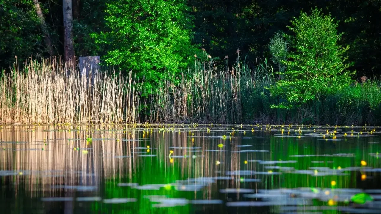 A serene pond with healthy plant life around its edges, illustrating effective water management.