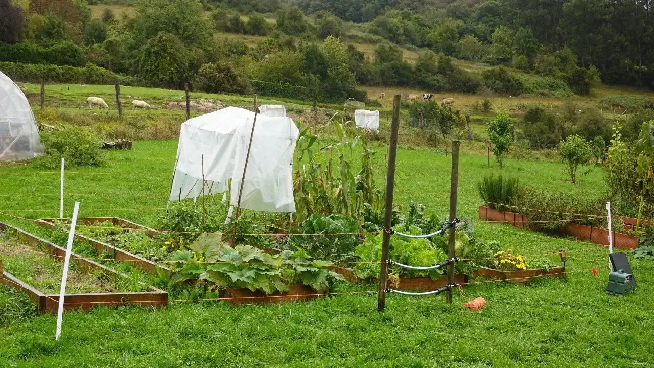 A vibrant green field with crops, representing healthy soil practices.