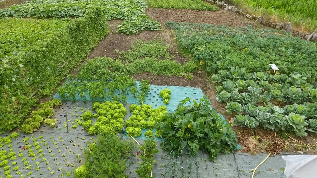 A lush permaculture garden showcasing a variety of crops and green plants.