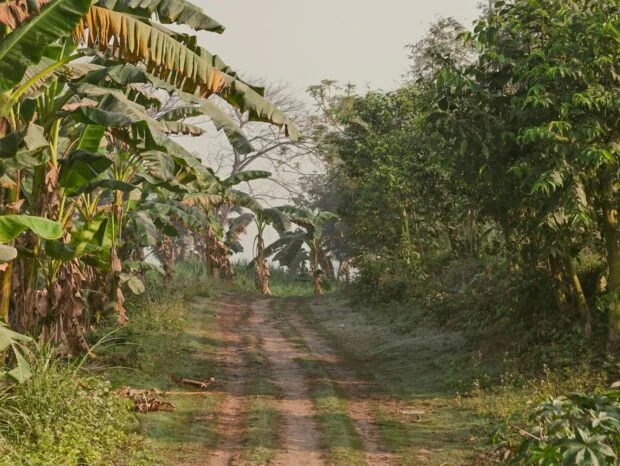 Rethinking Coffee Sustainability: New Insights on Investment for Future Resilience