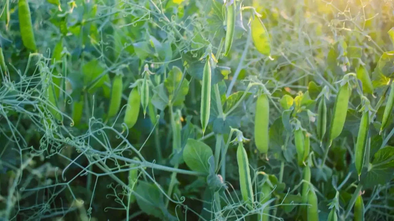 Pea plants with pods