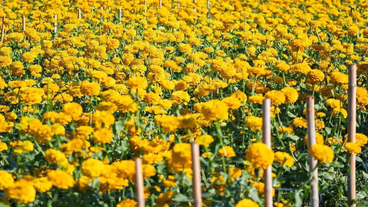 Marigold flowers