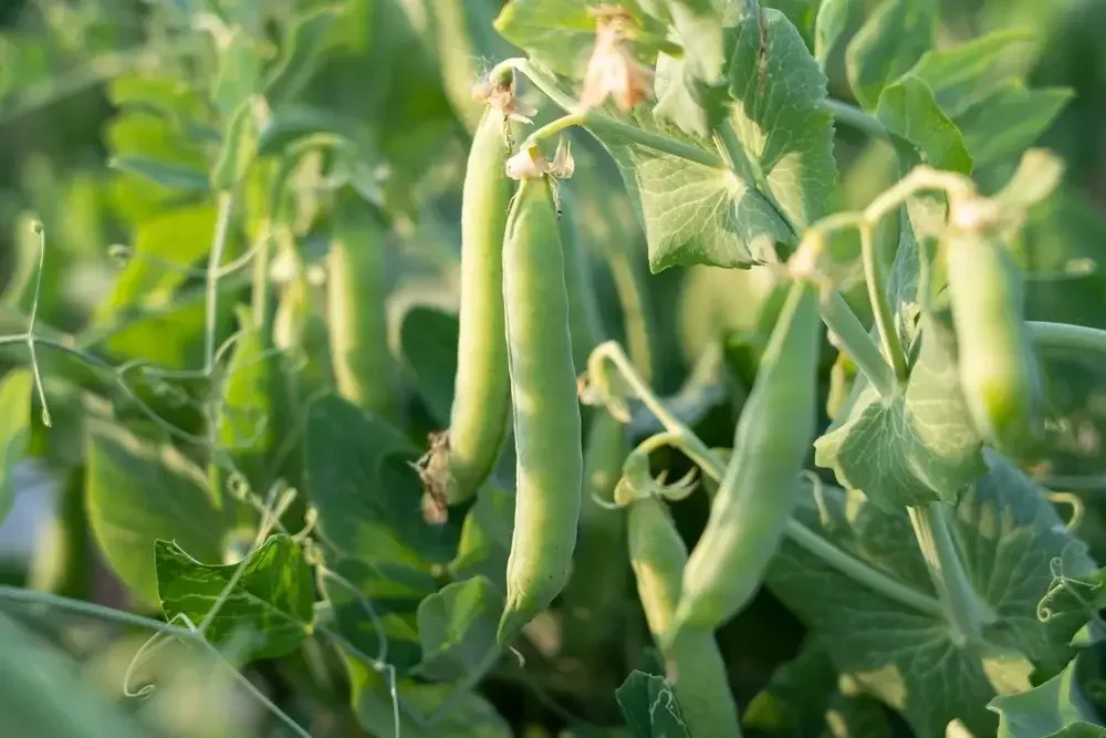 Beans growing in garden