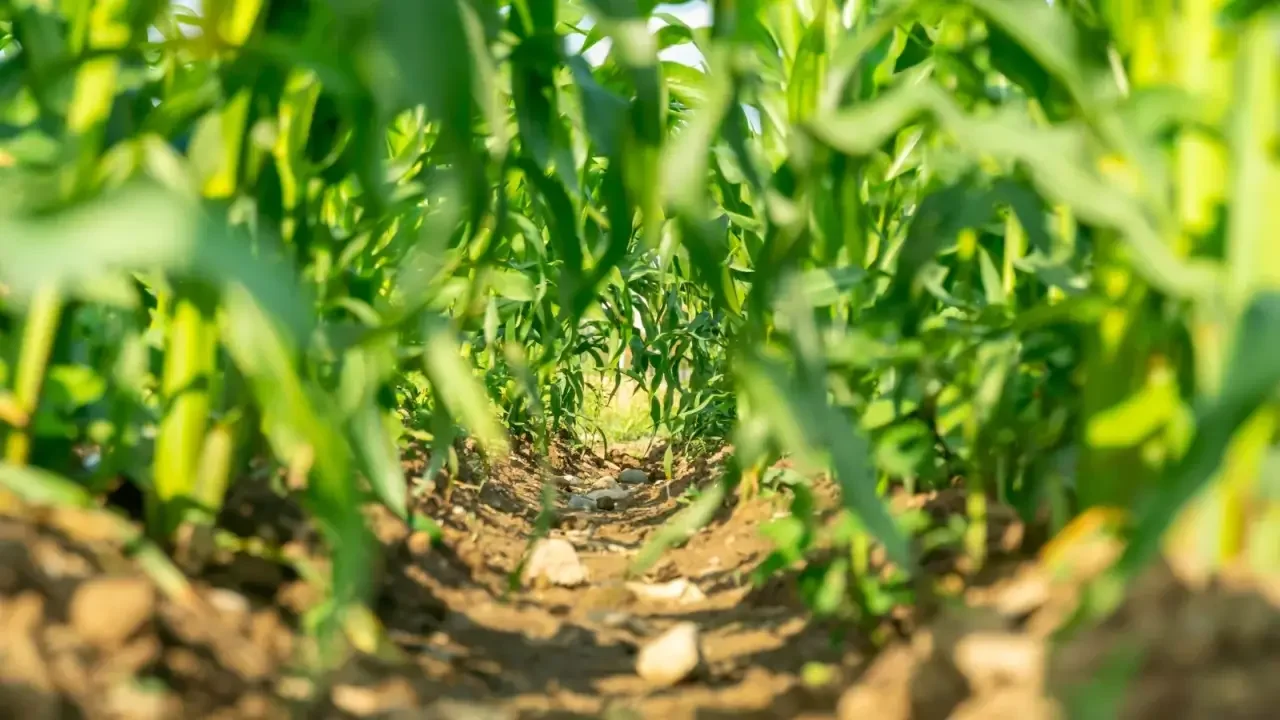 Corn plants