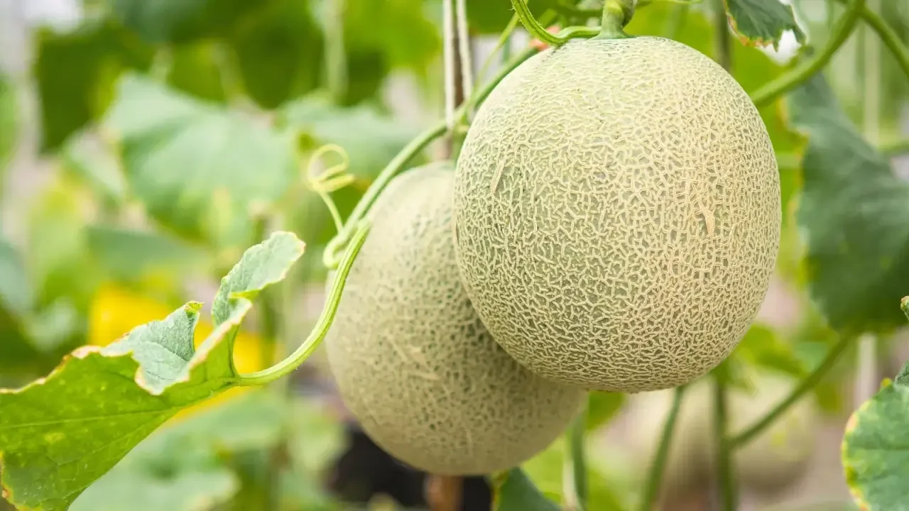 Melon plants