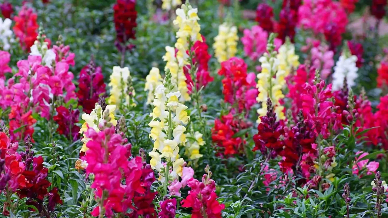 Snapdragon flowers
