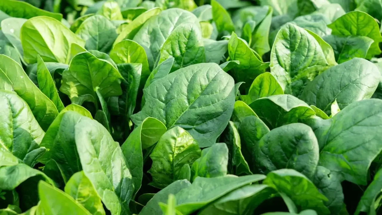 Spinach plants