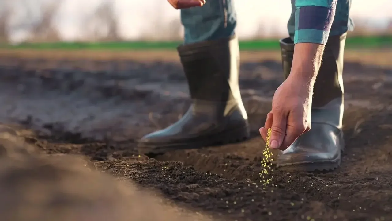Navigating April Seed Starting: Direct Sowing vs. Indoor Planting Strategies