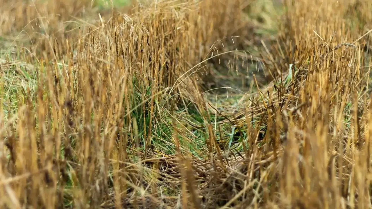 Effective Methods for Terminating Cover Crops Without Compromising Soil Health