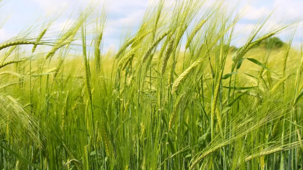 Maximizing Agricultural Efficiency: The Benefits of Interseeding