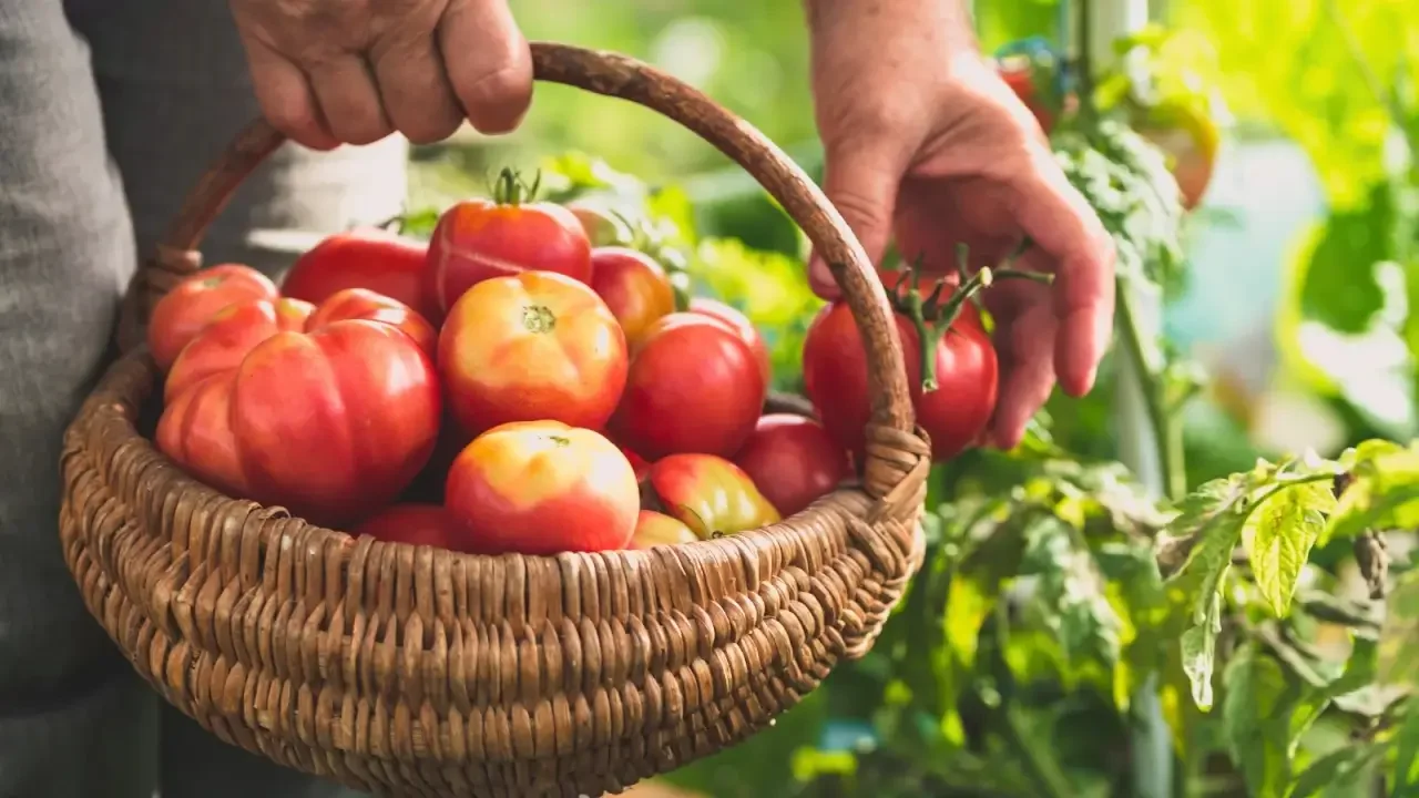 Explore the Flavorful World of Heirloom Tomatoes for Your Garden