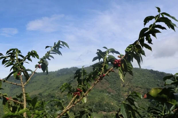 Wingsure Unveils AI-Driven Coffee Farm Management Platform