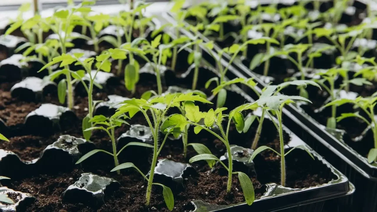Solanum lycopersicum seedlings developing in a black tray with many compartments placed somewhere with bright light