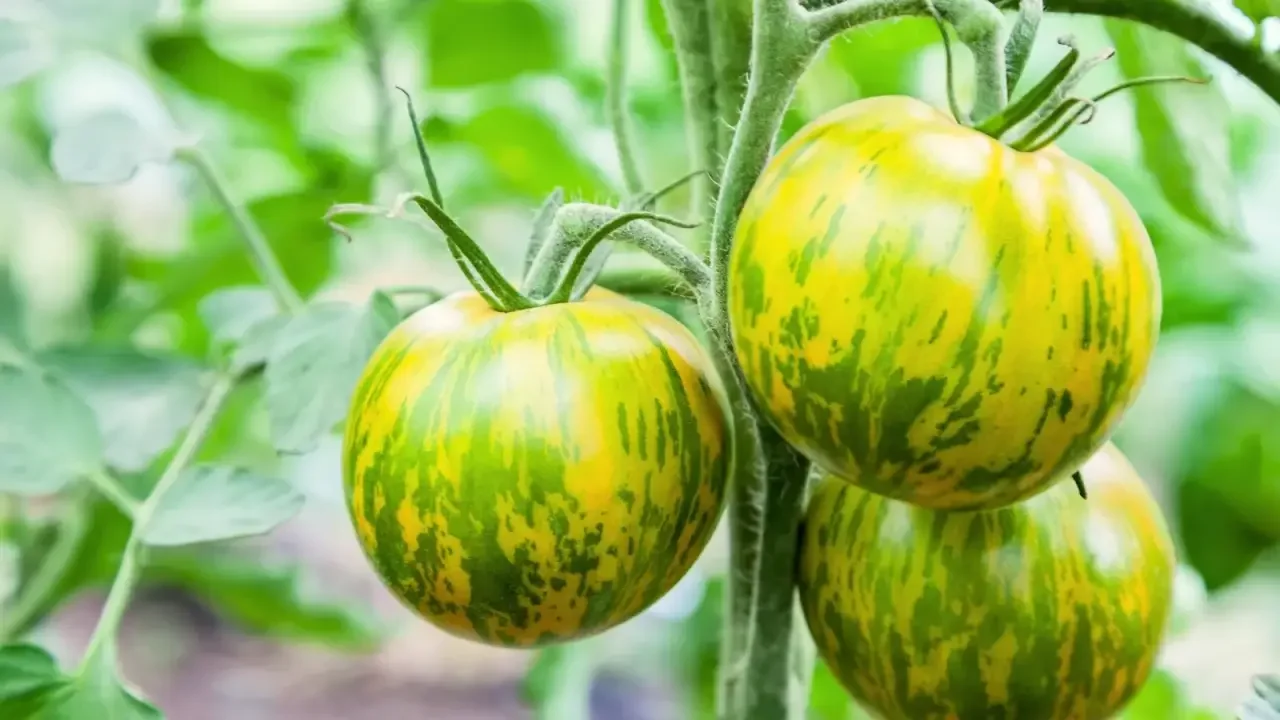 Essential Tips for Successfully Starting Tomato Seeds Indoors