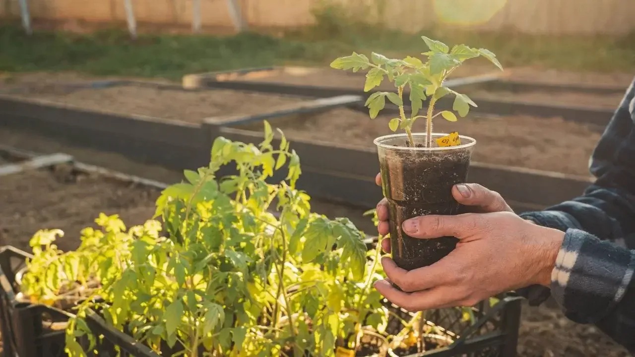 A farmer holding a transplanted Solanum lycopersicum seedling, holding it over a tray filled with similar seedlings showing a farm in the background