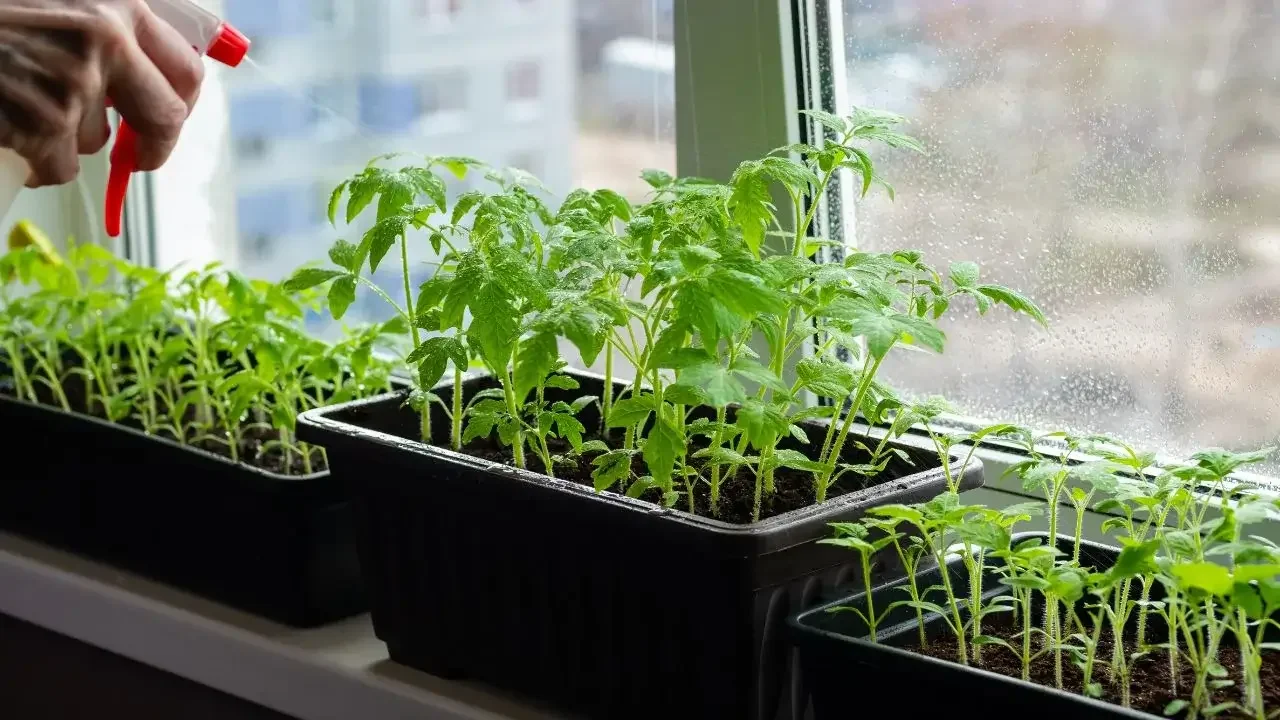 Spraying Solanum lycopersicum seedlings with water, with the trays placed on a windowsill to receive enough sunlight