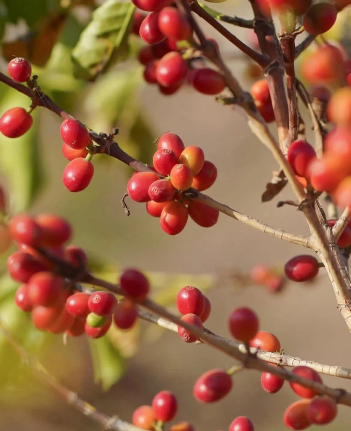 Yemeni_Coffee_Cherries_Closeup