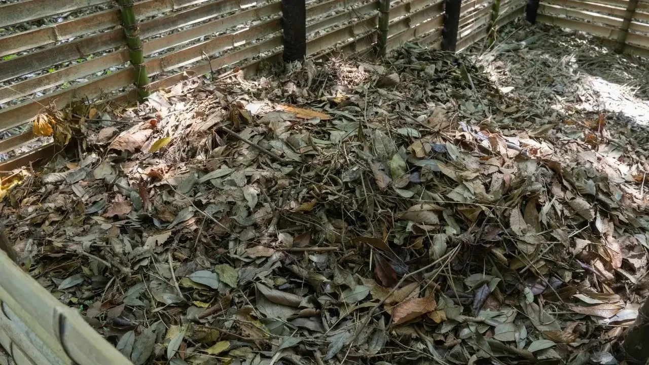 An area enclosed using wood pallets containing piles of dry leaves place somewhere with dappled sunlight