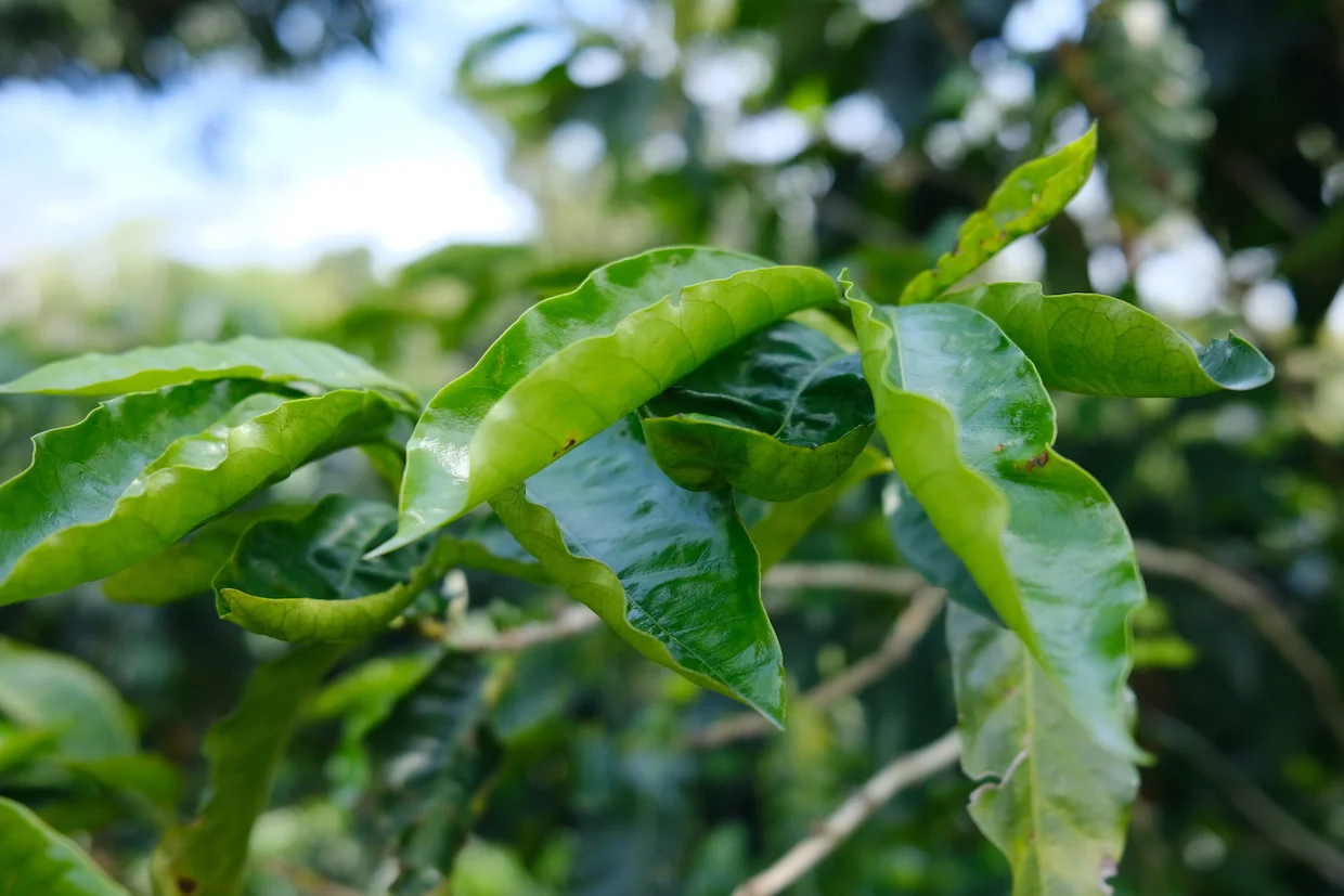 arabica coffee